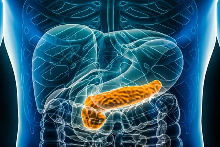 Why You Should Always Keep Your Pancreas Healthy